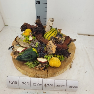 CUCURBITA OV