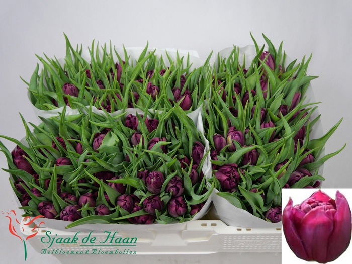 <h4>TU DU WORLD BOWL</h4>