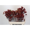 Anigozanthos Early Spring Indoor