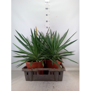 Yucca gloriosa