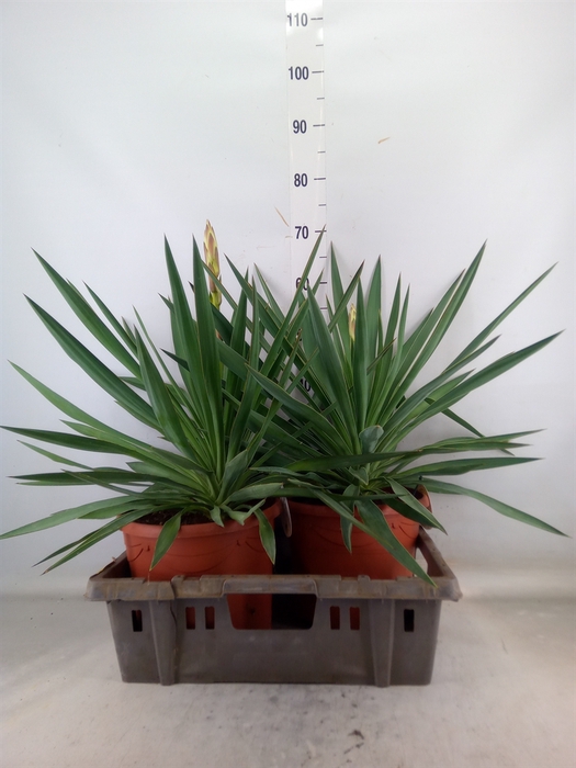 <h4>Yucca gloriosa</h4>