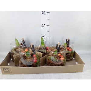 Arr.  Hippeastrum  L%