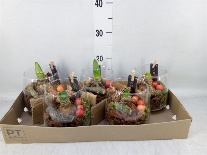 <h4>Arr.  Hippeastrum  L%</h4>