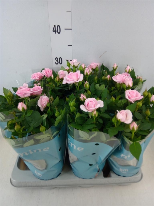 <h4>Rosa  'Baby Jewel'</h4>