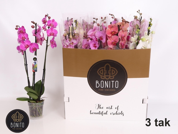 <h4>PHAL GEM 7 KL</h4>