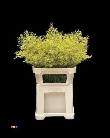 Limonium Yellow