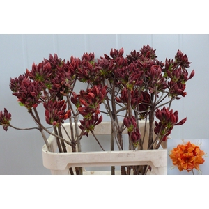 RHODO OV