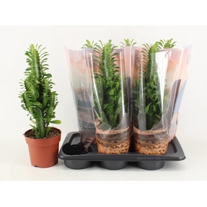 EUPHOR TRIGONA