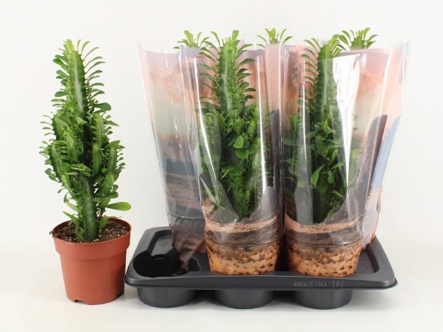 <h4>EUPHOR TRIGONA</h4>
