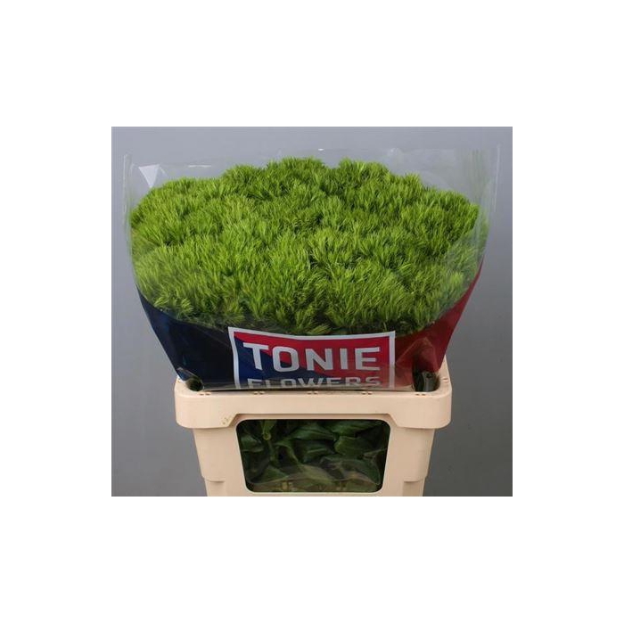 <h4>Di Barb Green Wicky</h4>