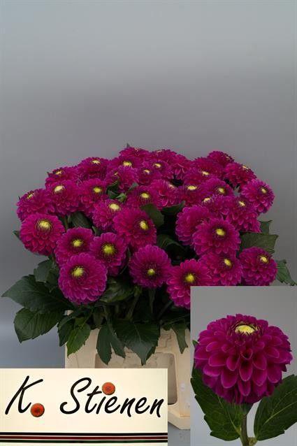 <h4>DAHL BALL PURPLE FOX</h4>