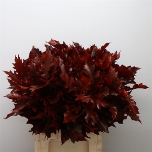Quercus Rubra Red