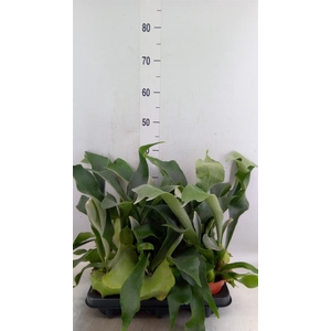 Platycerium bifurc.
