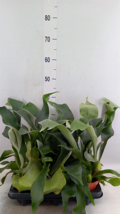 <h4>Platycerium bifurc.</h4>