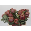 Banksia Coccinea