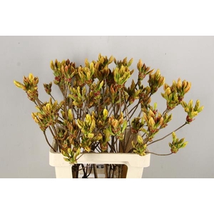 Rhodo. Geel