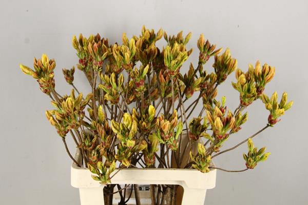 <h4>Rhodo. Geel</h4>