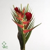 HELICONIA BOEKET
