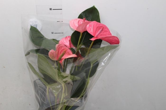 <h4>ANTHURIUM KING PINK P17</h4>