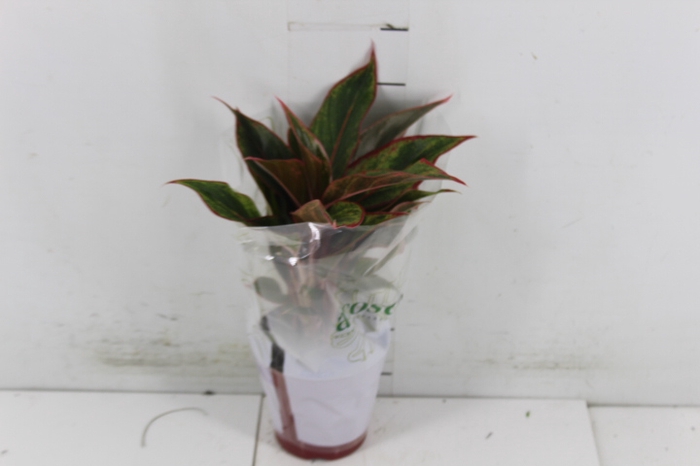 AGLAONEMA CRETA P12