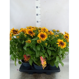 Rudbeckia   ...