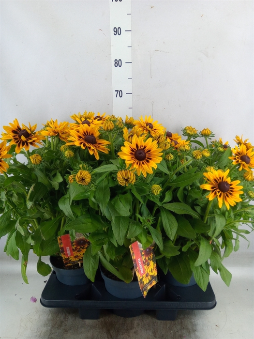 <h4>Rudbeckia   ...</h4>