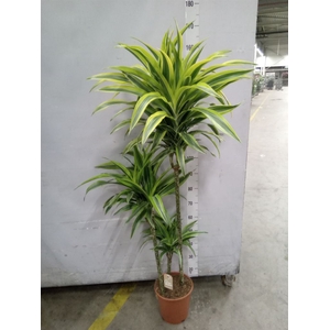 Dracaena fr de 'LemonLime'
