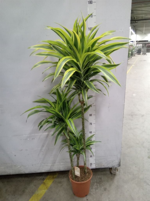 <h4>Dracaena fr de 'LemonLime'</h4>