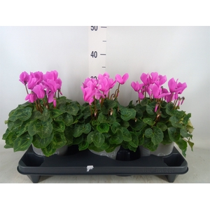 Cyclamen GR 'XL'