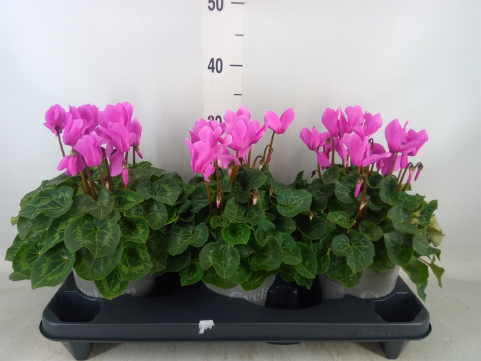 <h4>Cyclamen GR 'XL'</h4>
