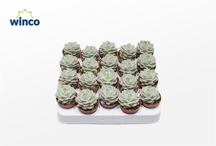 <h4>Echeveria Lola</h4>