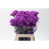 Dian. ST. Florigene Moonlite