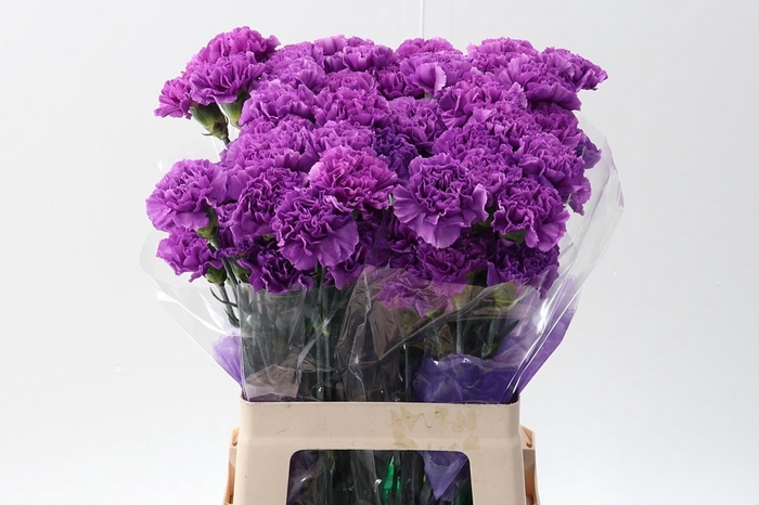 <h4>Dian. ST. Florigene Moonlite</h4>