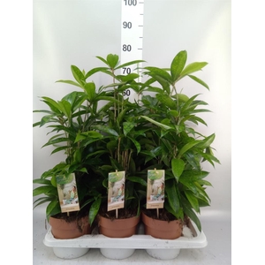 Dracaena surculosa