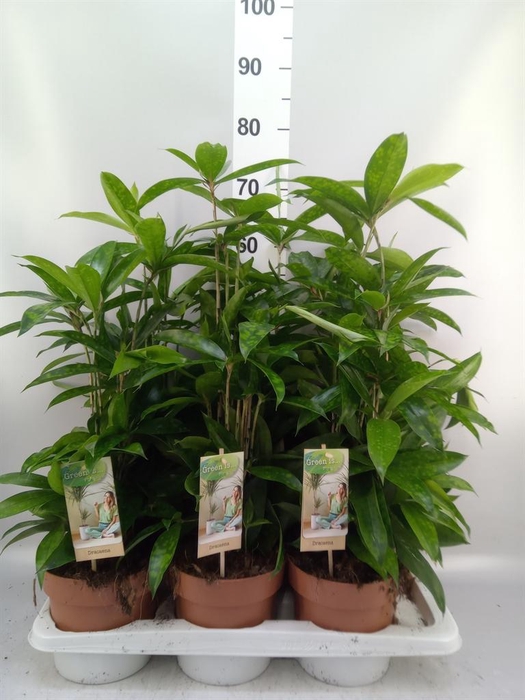 <h4>Dracaena surculosa</h4>