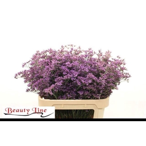 LIMONIUM PIUMA DARK BLUE
