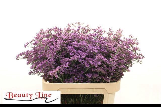 <h4>LIMONIUM PIUMA DARK BLUE</h4>
