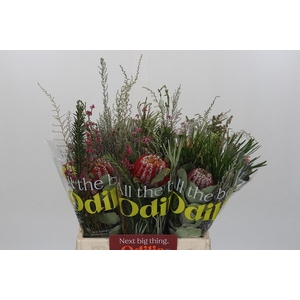 BQ Banksia Coccinea SFB