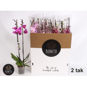 PHAL GEM 8 KL