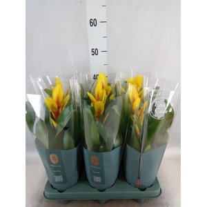 Vriesea  'Intenso Yellow Flame'