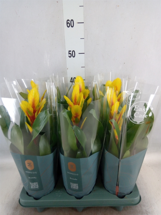 <h4>Vriesea  'Intenso Yellow Flame'</h4>