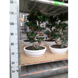 Ficus microcarpa 'Ginseng'