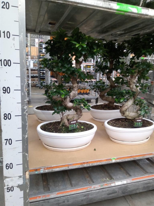 <h4>Ficus microcarpa 'Ginseng'</h4>