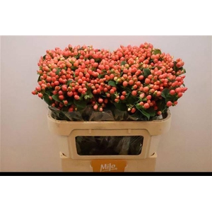 HYP MAG ROY PRINCESS