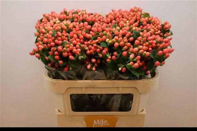 <h4>HYP MAG ROY PRINCESS</h4>