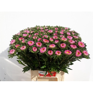 Callistephus Ch Mats Pink