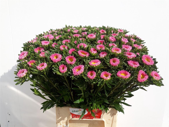 <h4>Callis Mats Pink</h4>