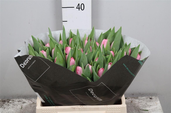 <h4>Tu En Dynasty</h4>