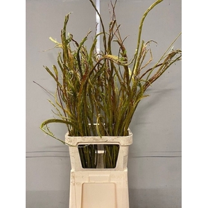SALIX SEKKA BANDWILG