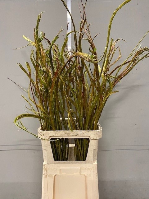 <h4>SALIX SEKKA BANDWILG</h4>